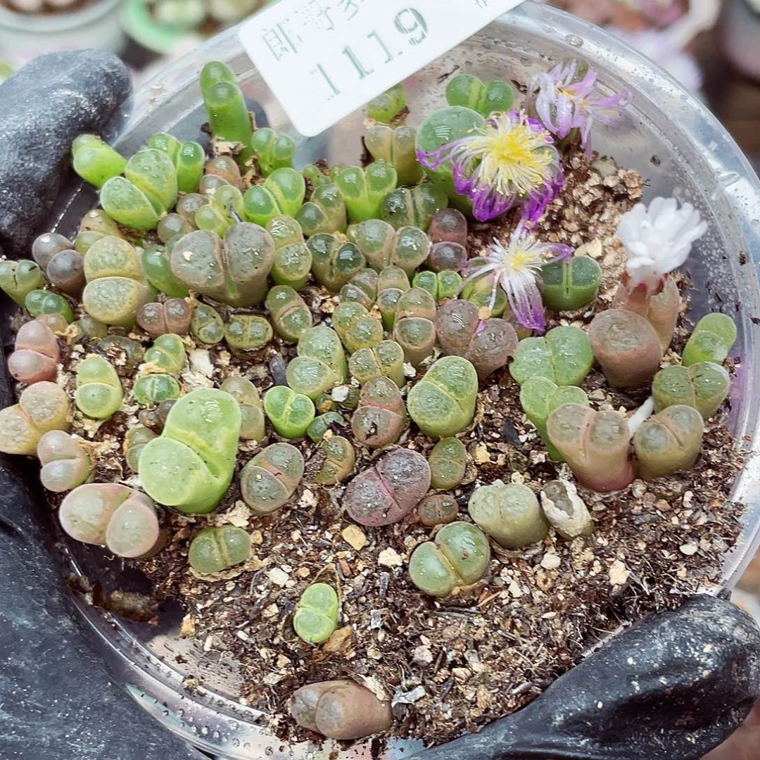生石花满18包邮1119-65