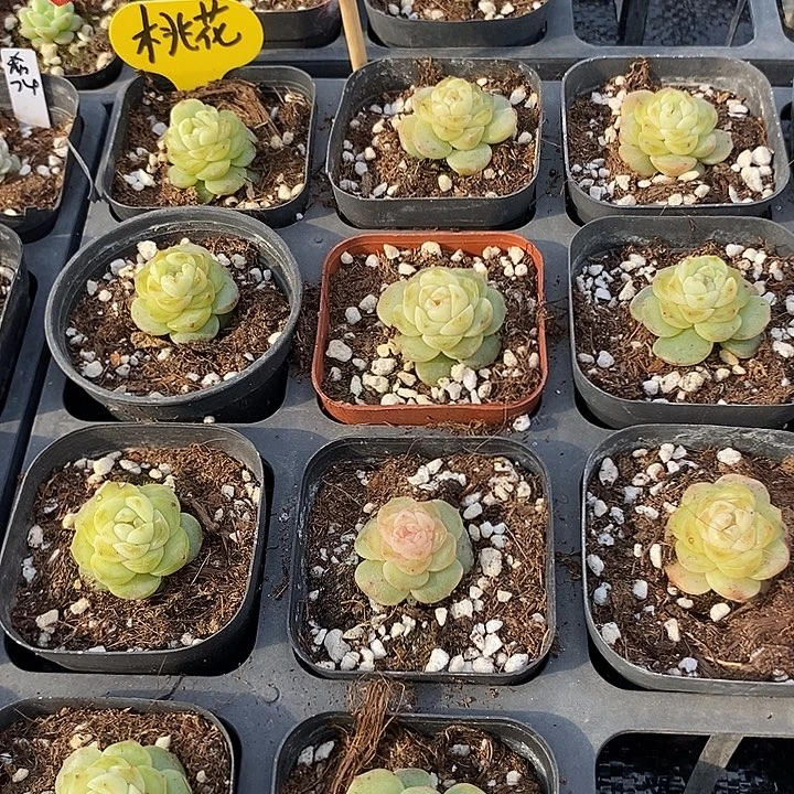 标260元旦桃夭一个