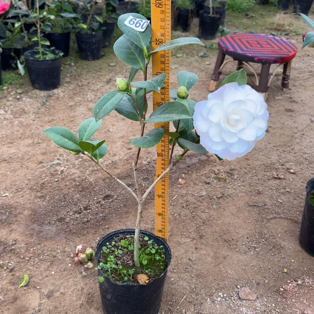 少量花朵（建议范围：2朵-5朵 或40%以下）660戴安娜