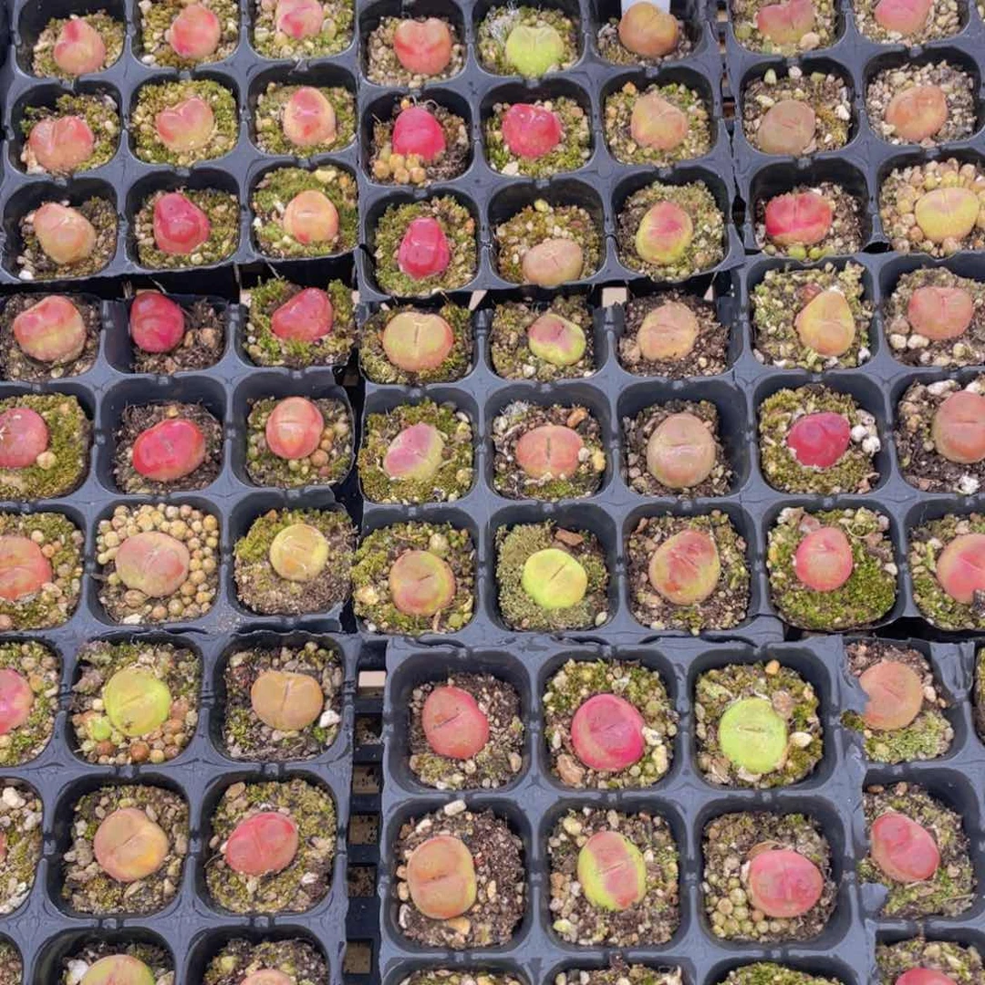 量拍13号 六年精品毛汉尼九个