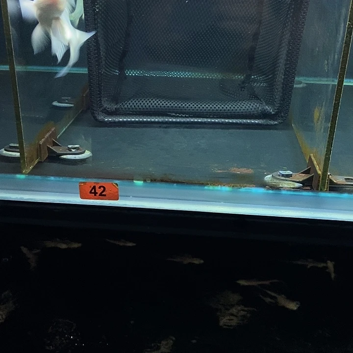 蝴蝶鲤敬*42号蝴蝶鲤3条