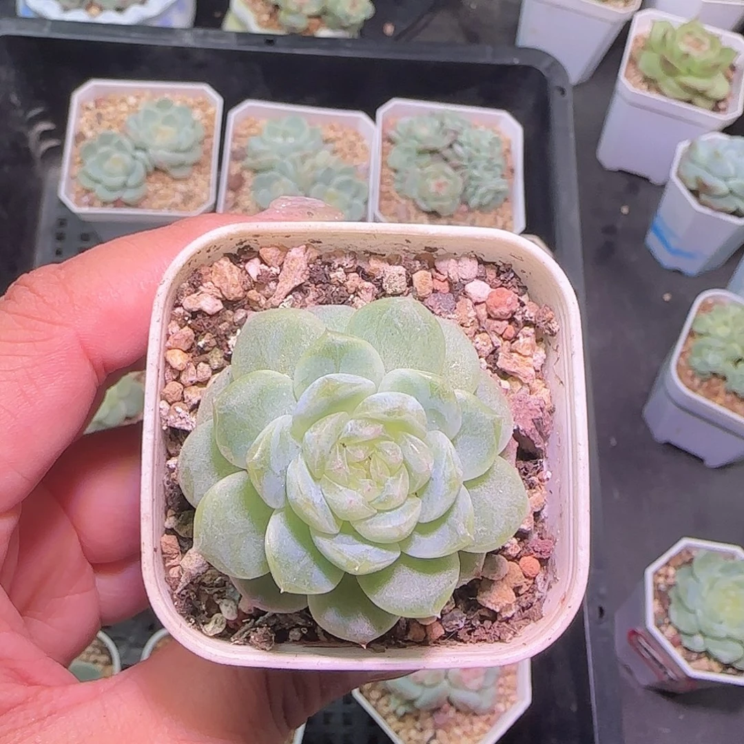 任姐姐多肉开播福利