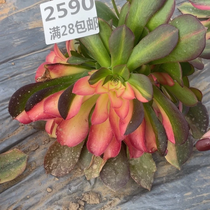 2590一号棚多肉植物F