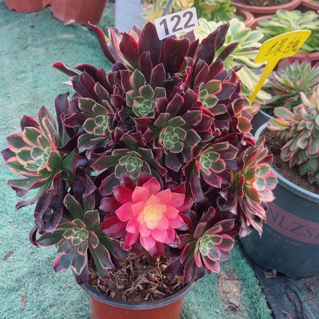 122金丝雀多肉植物