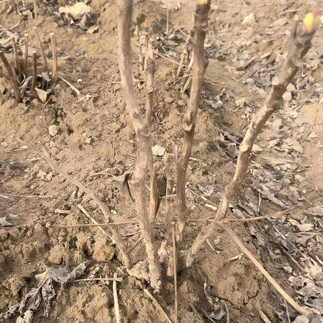 完全开放11111111111