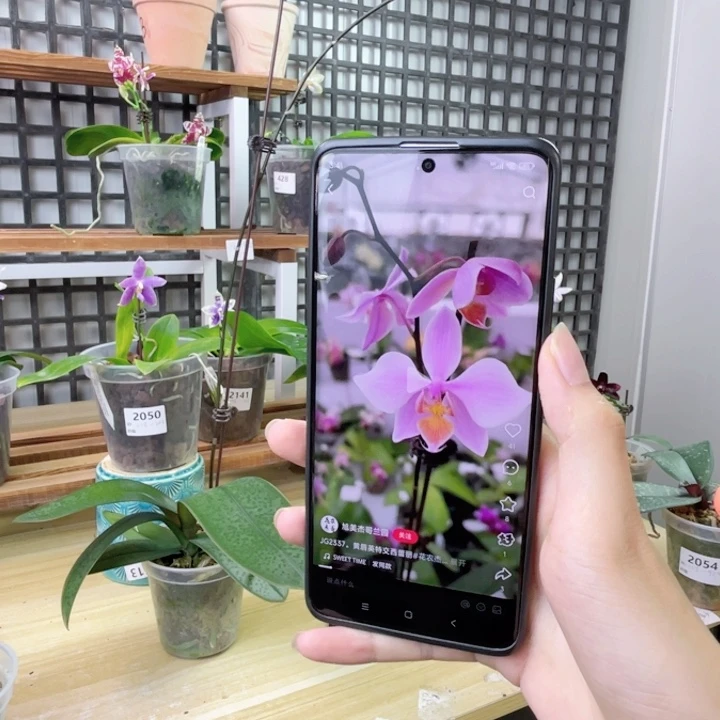 完全开放JG2337-英特交西雷利-花剑超长-2015