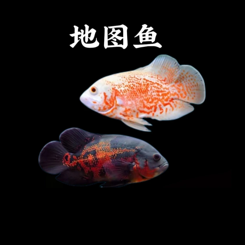 地图鱼 （混发不分公母）