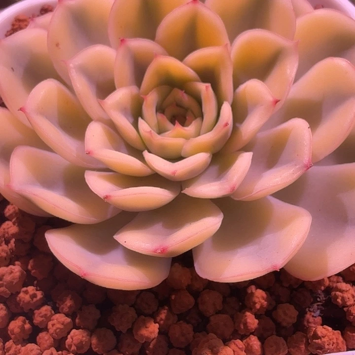 武仙座锦多肉锦植物