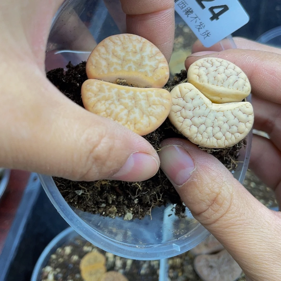 42400000花花花谷久了