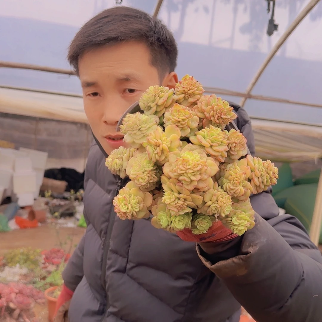 盆栽蜡牡丹多肉1颗