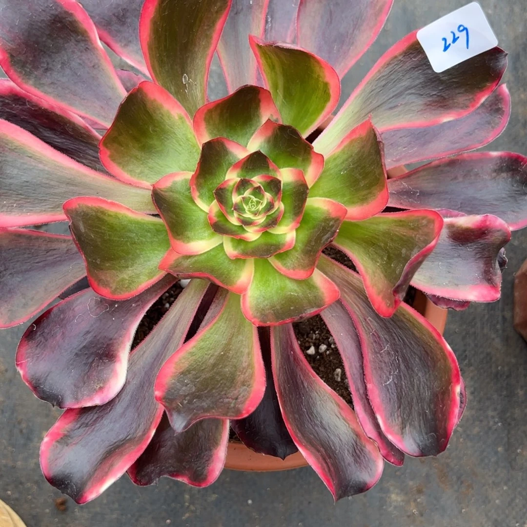 229红魔女dunrouzhiwuxiyi