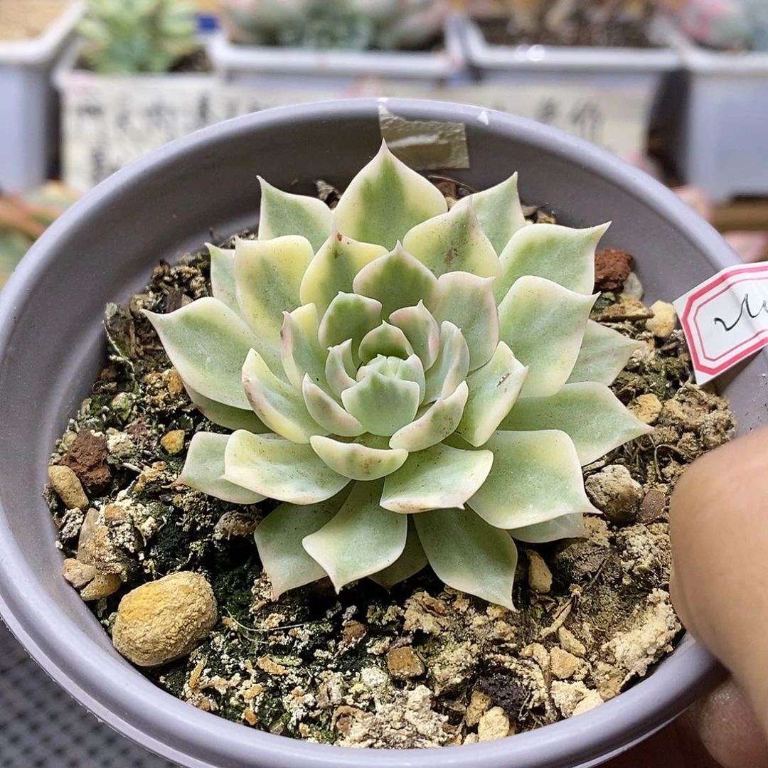 27210 沙漠玫瑰覆轮锦