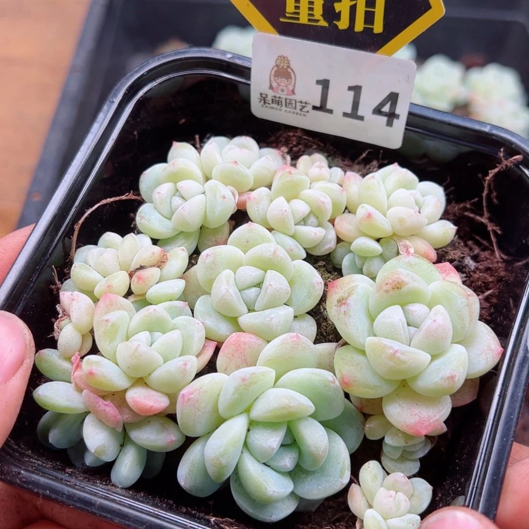 多肉植物多肉植物