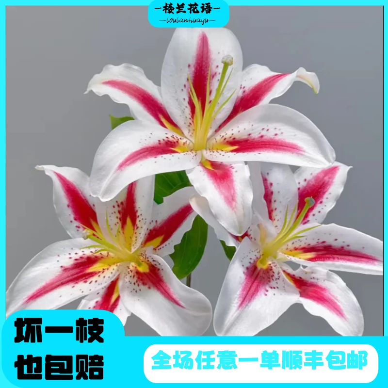 【笑脸多头】Smiling Lily一单顺丰包邮云南基地直采直发小众高端