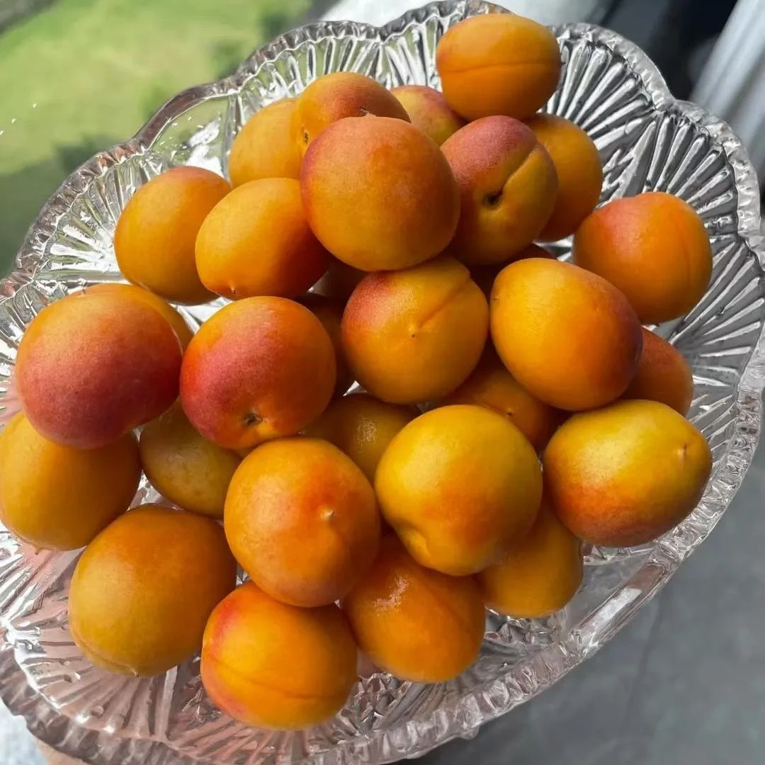 【辉展甄选】吊干杏新疆小红杏新鲜现摘水果当季软糯香甜顺丰包邮