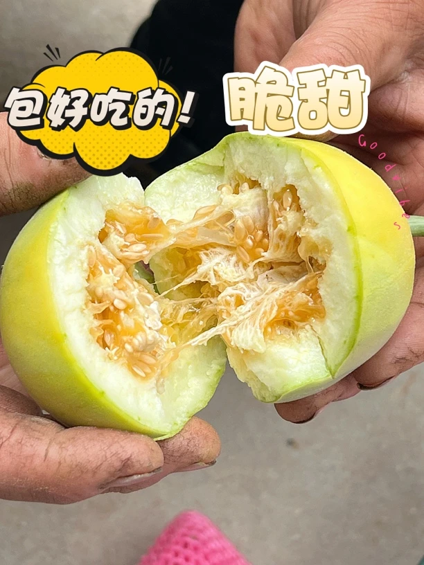 〖官地洼甜瓜〗香 脆 甜 头茬新鲜甜瓜现摘现发 春季时令水果