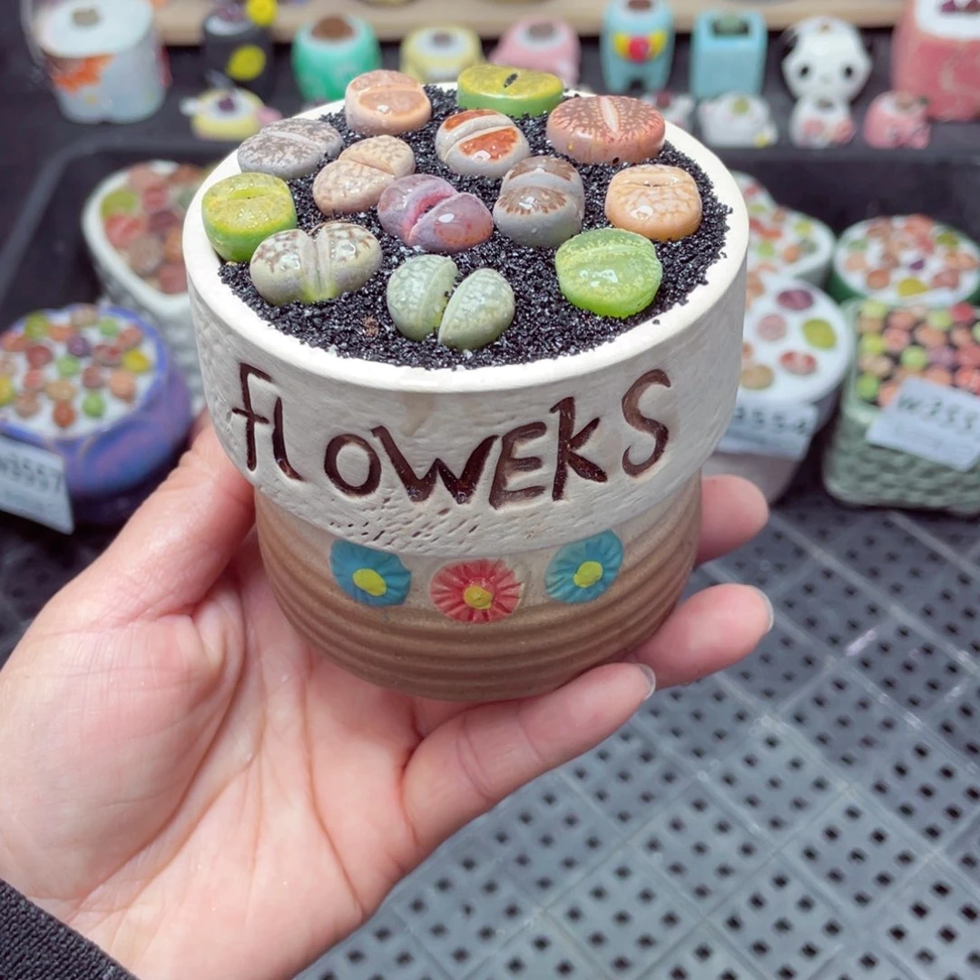 w3559 带盆土发货-零下地区拍保温箱