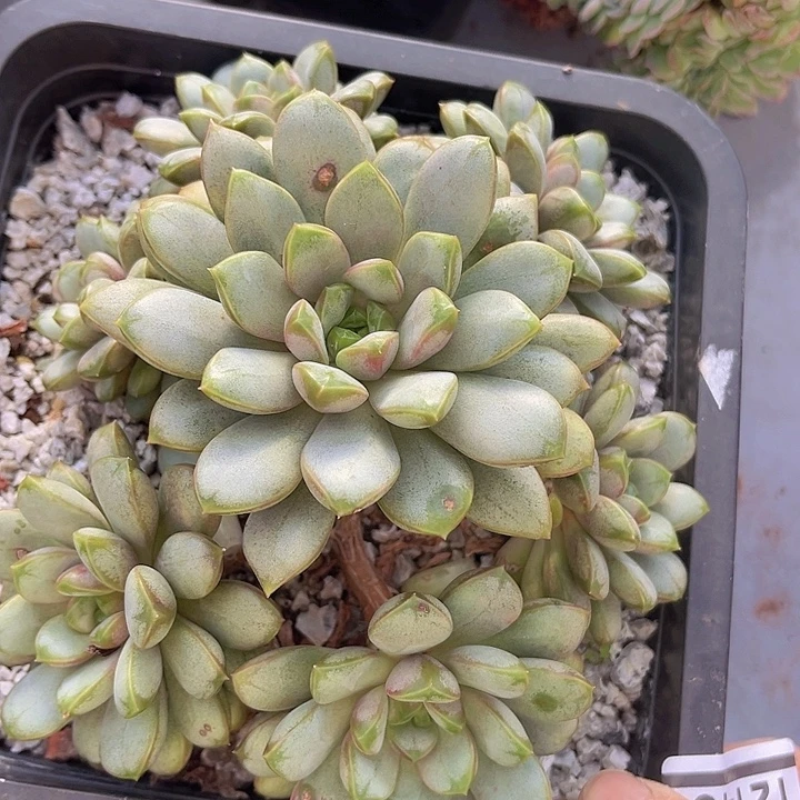 葡萄12140多肉植物