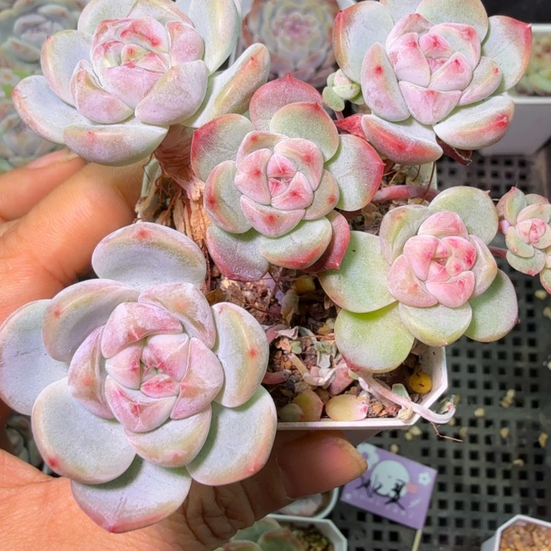 优选刚毅多肉散群