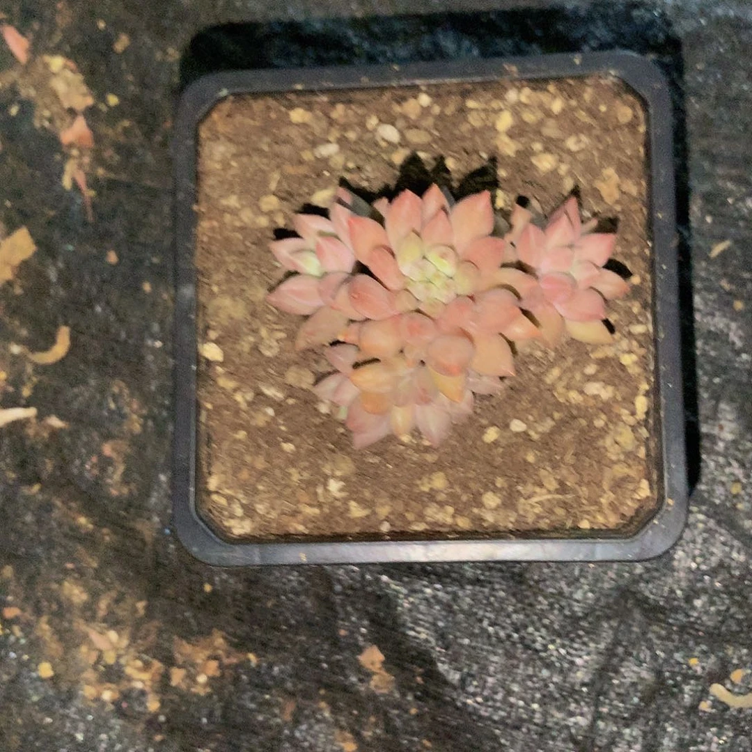 欣**六啊哈哈哈哈哈哈哈哈哈