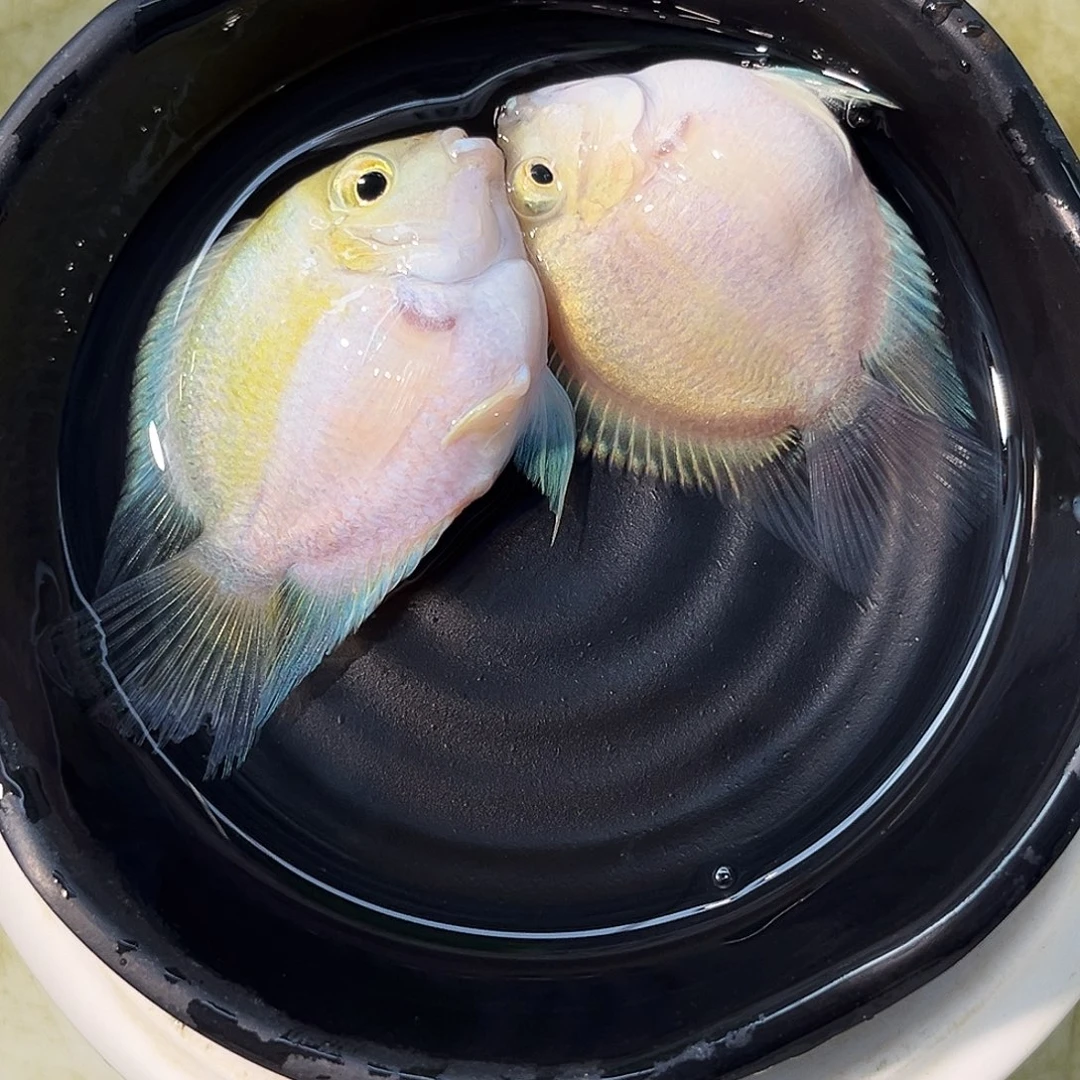 短鲷鱼72白金一对