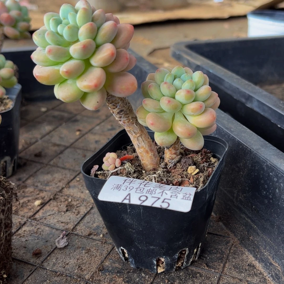 胖***夫975-鱼子酱多肉6cm