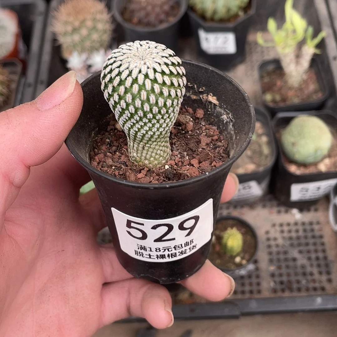 529白蝎子（满18包邮）