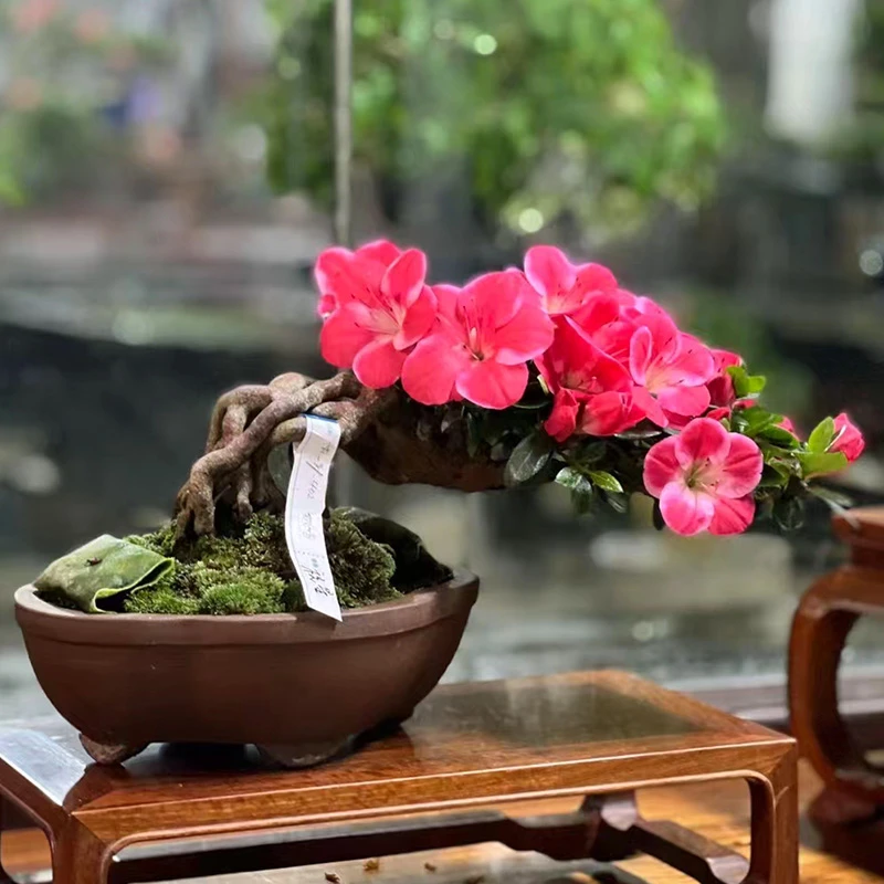 绿植花卉杜鹃花链接
