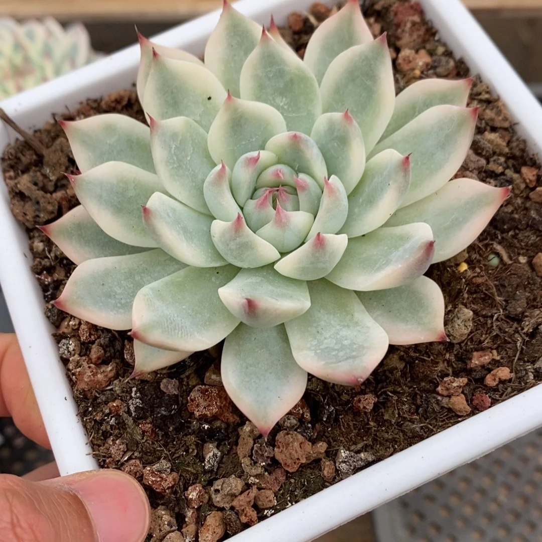 吉娃娃多肉植物9031