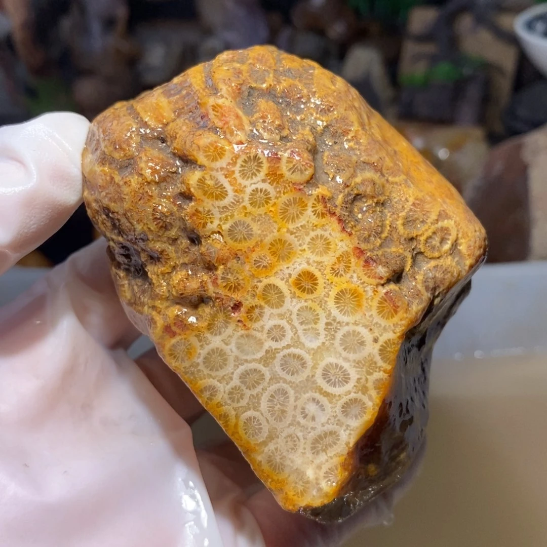 【闪购商品】硅化玉颈饰未镶嵌