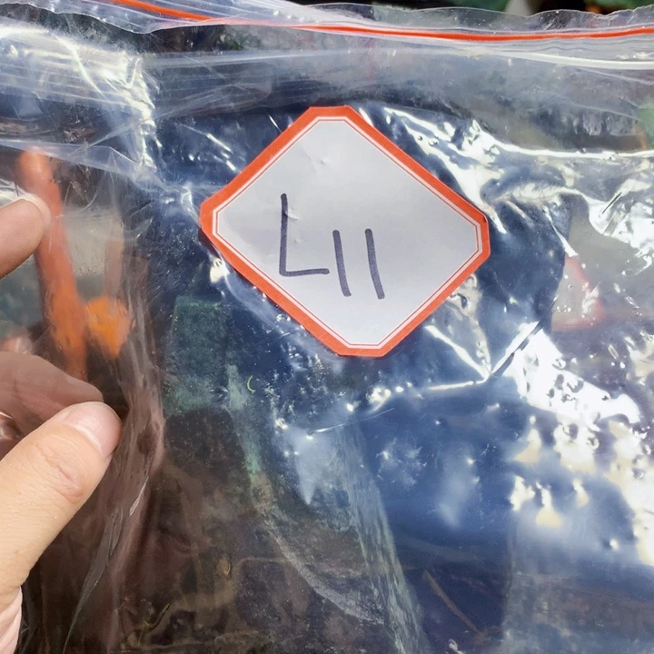 蛇纹石玉未镶嵌岫玉原石阿**家