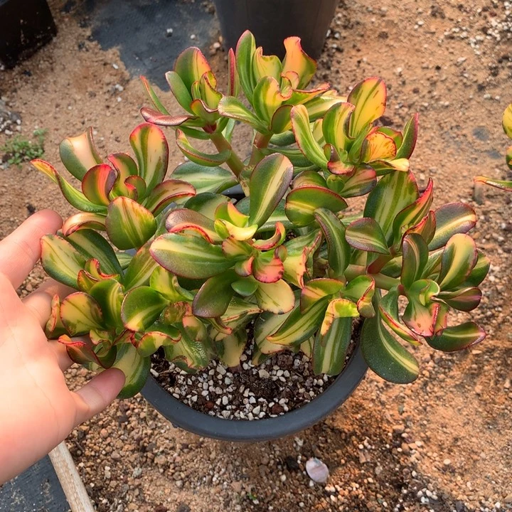 七彩碟多肉植物的