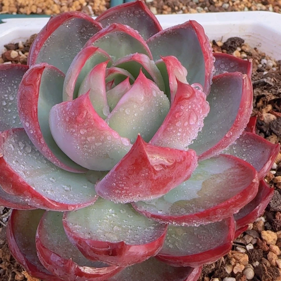 【闪购商品】小宽叶惊鸿