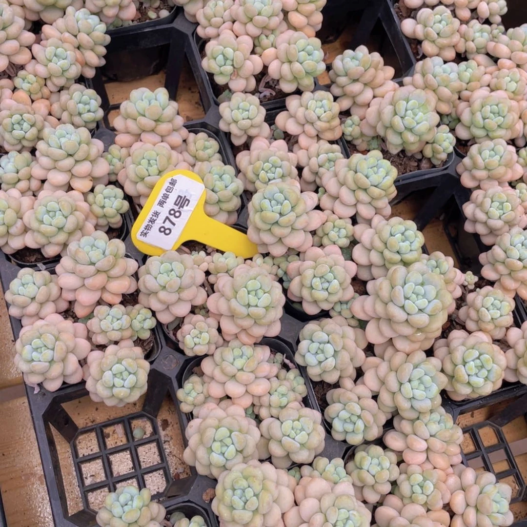 878号 洛可可老桩群生4头起一个