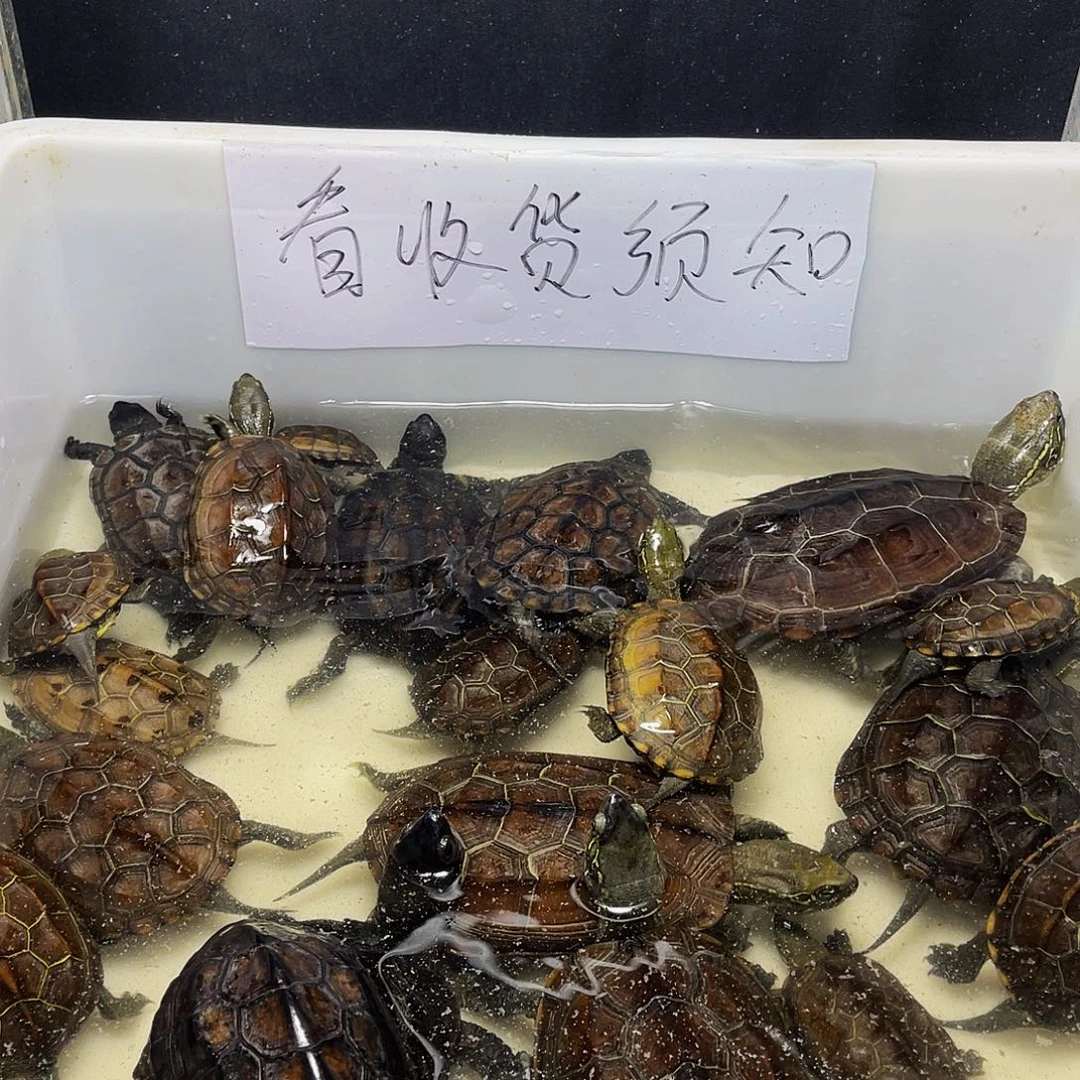 车***）公中华草龟12345679