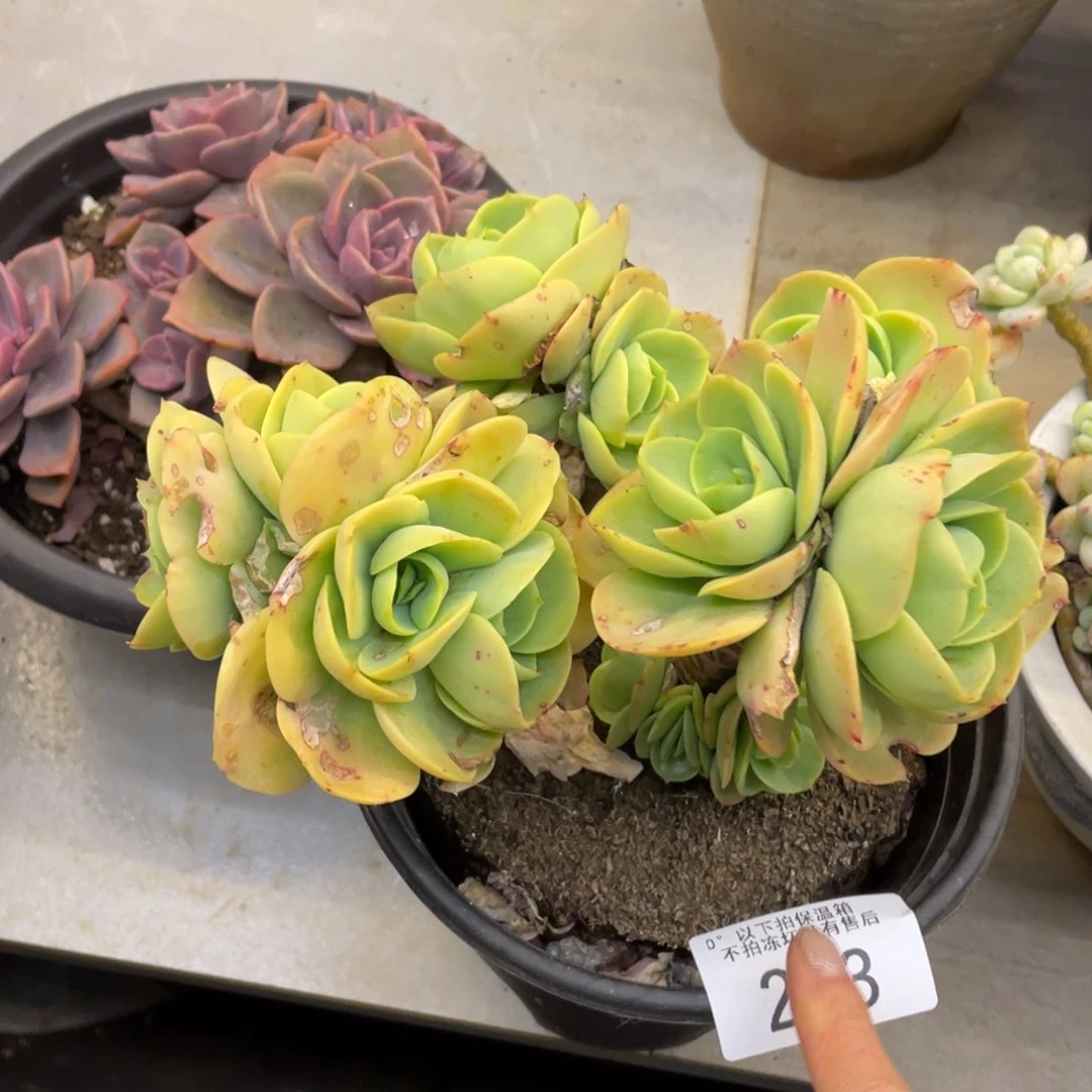 黑大帅多肉203碧桃