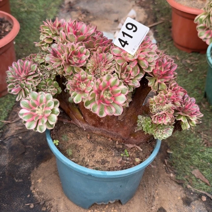 *****荔枝法师锦缀化419