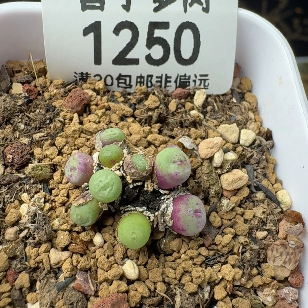 产地小红嘴带盆土    10头