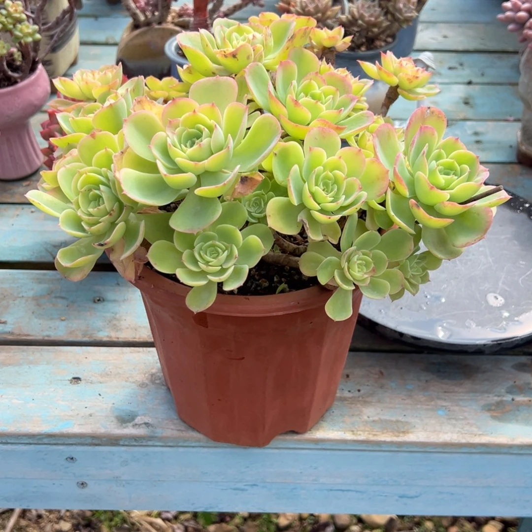 莲***忆柠檬玫瑰多肉植物脱土