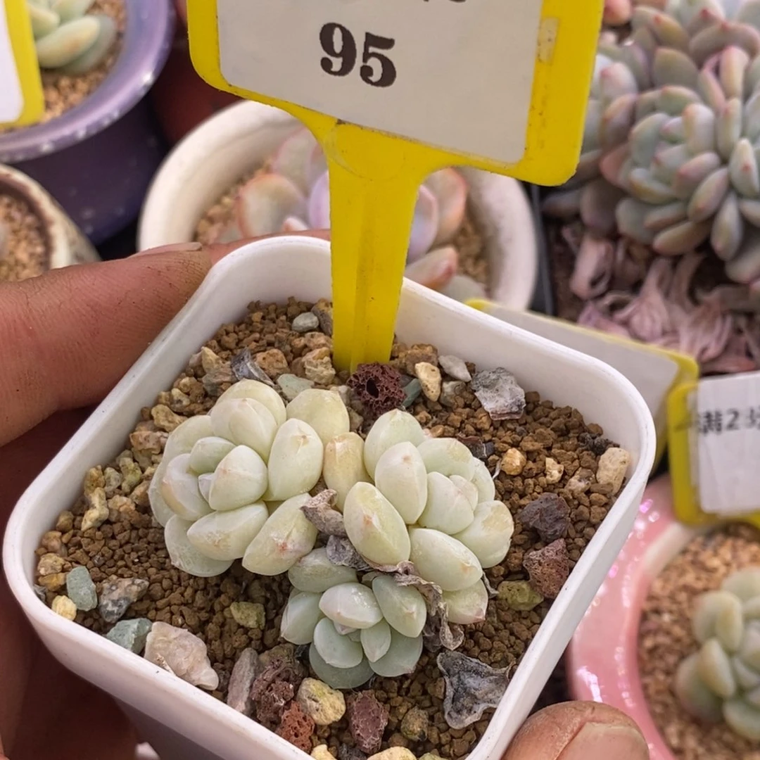 395丸叶雪媚娘三头多肉