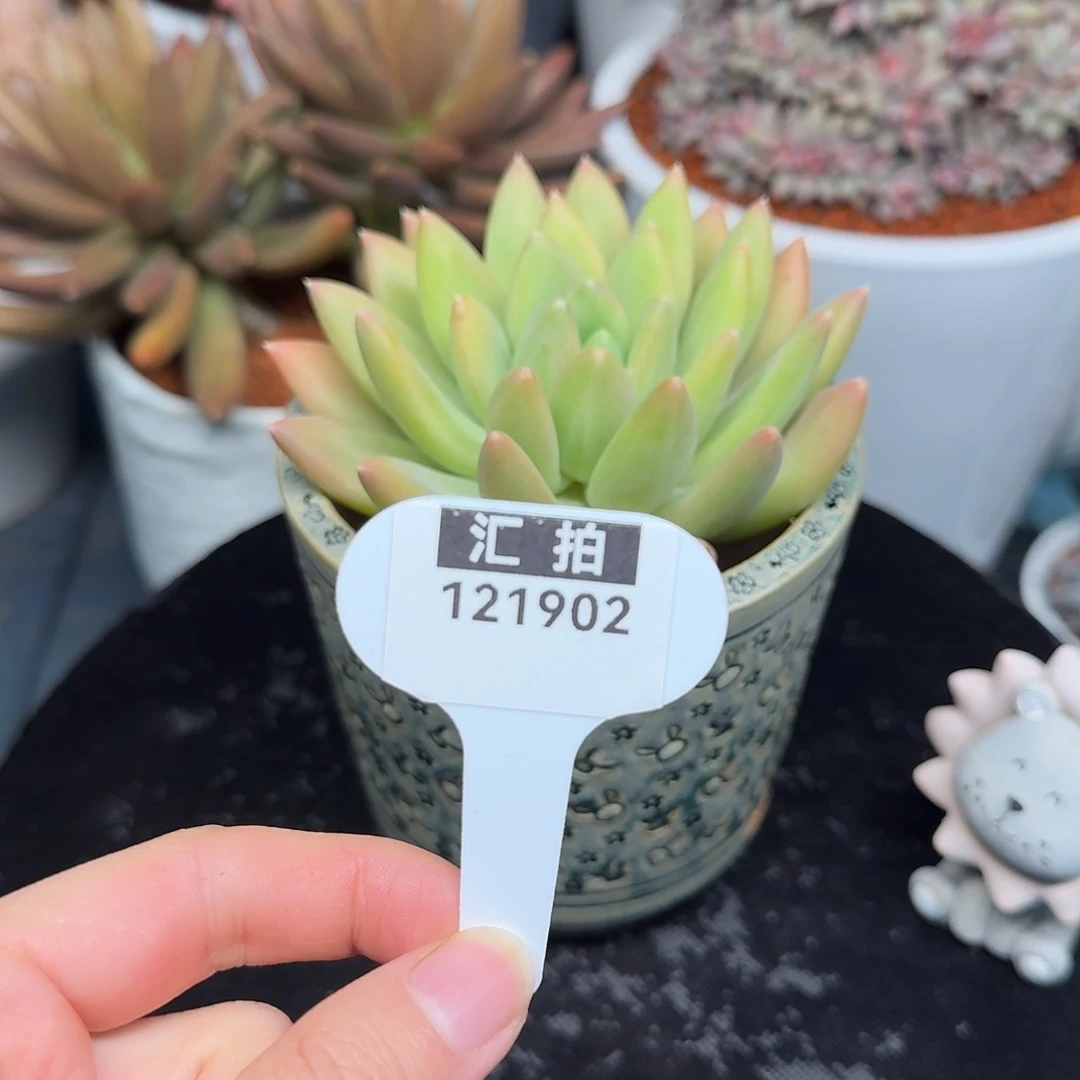 精品多肉植物121902