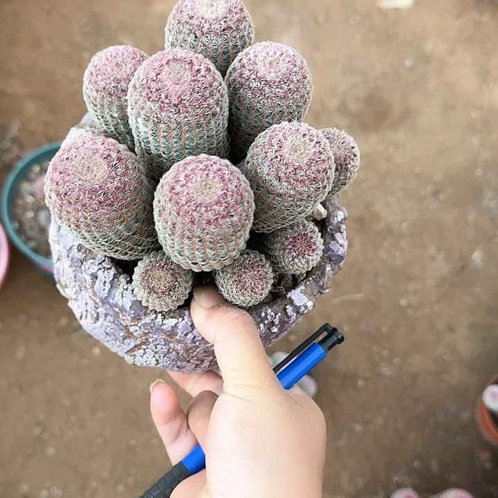 幸****舞哈哈哈哈哈哈哈哈哈