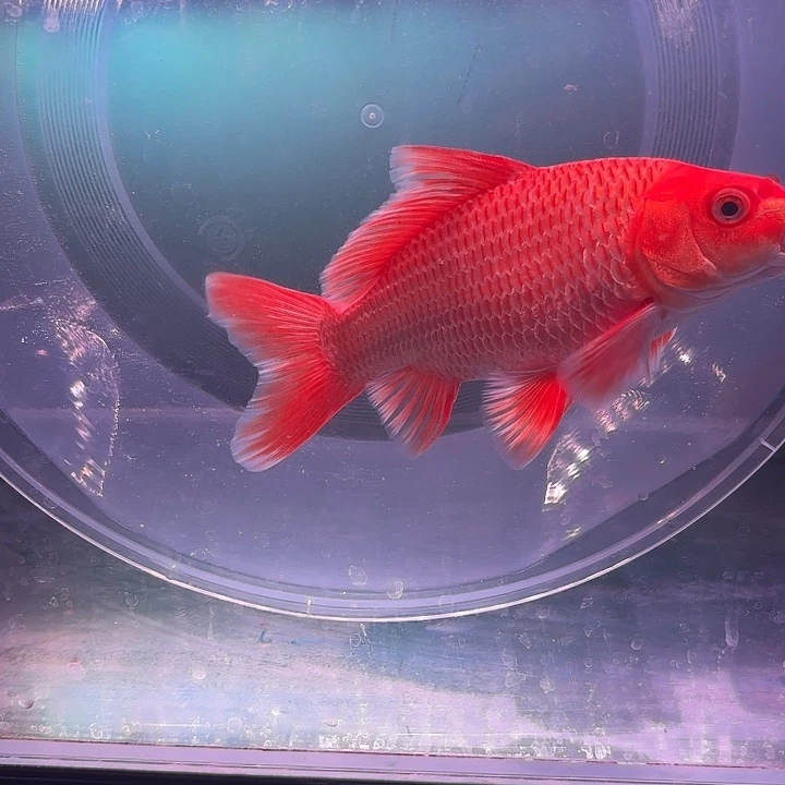 蝴蝶鲤鱼28号蝴蝶鲤