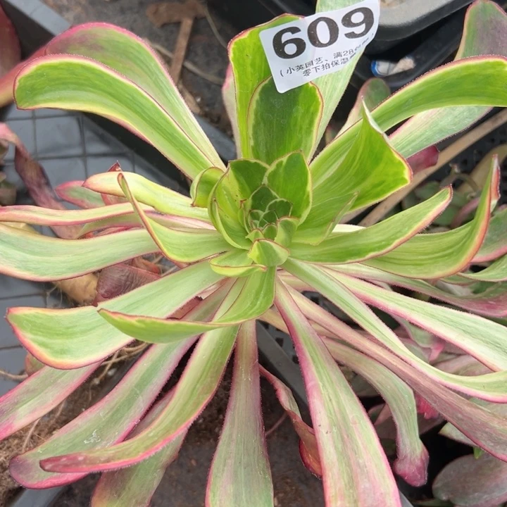 609多肉植物紫燕