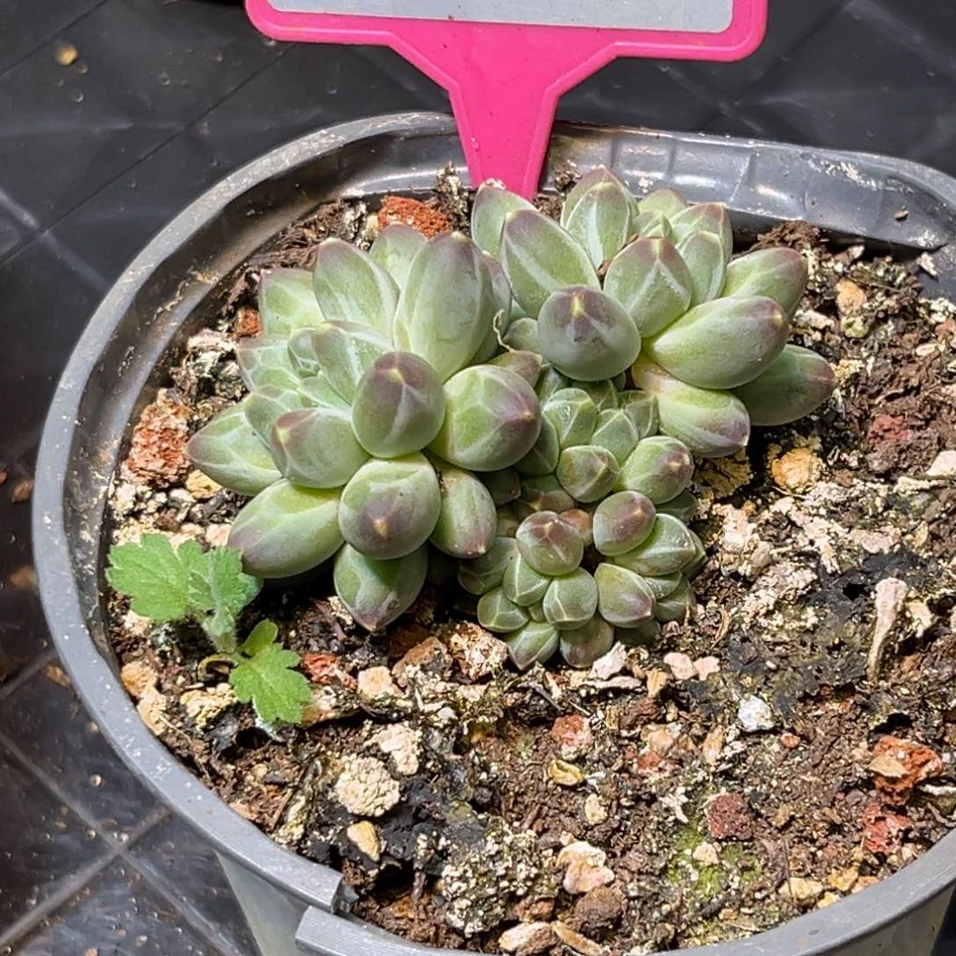 多肉植物申公豹228
