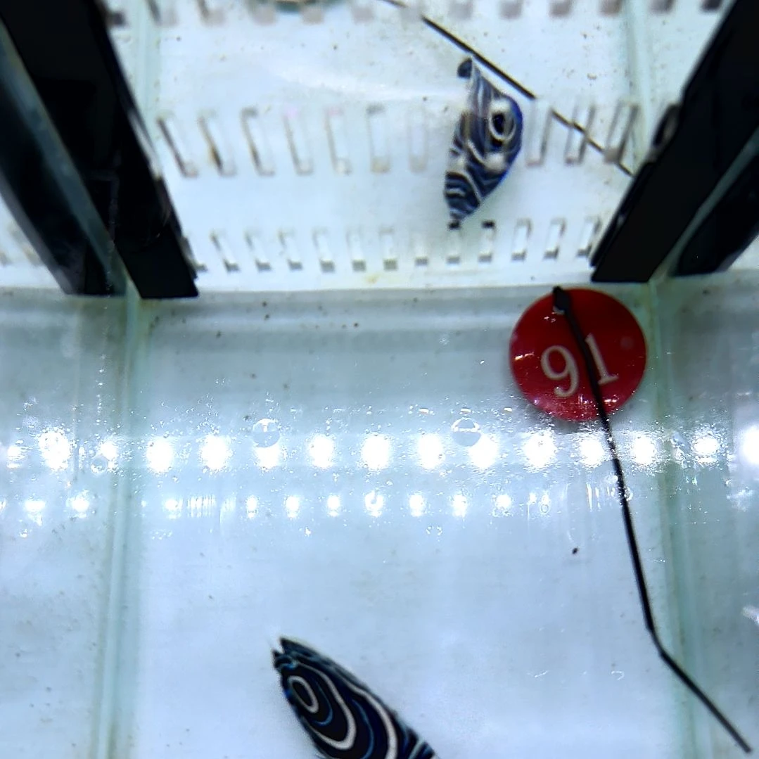 海水鱼篮圈6+180/六角150/运40/9-102-91