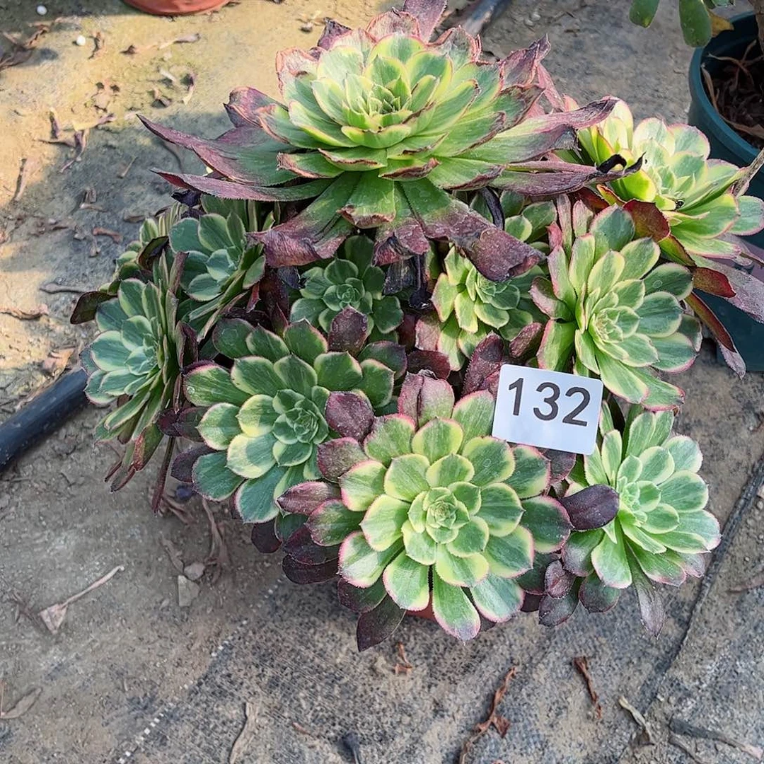 多肉植物嫦娥132