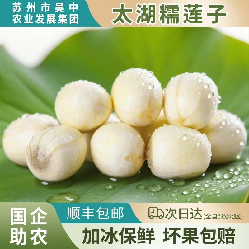 【国企助农】太湖新鲜莲子苏州特产鲜莲子源头工厂直发 大颗粒装