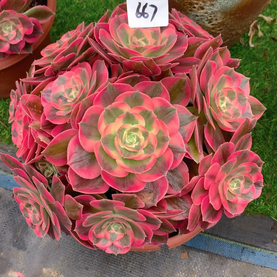 667胭脂雪精品法师多肉