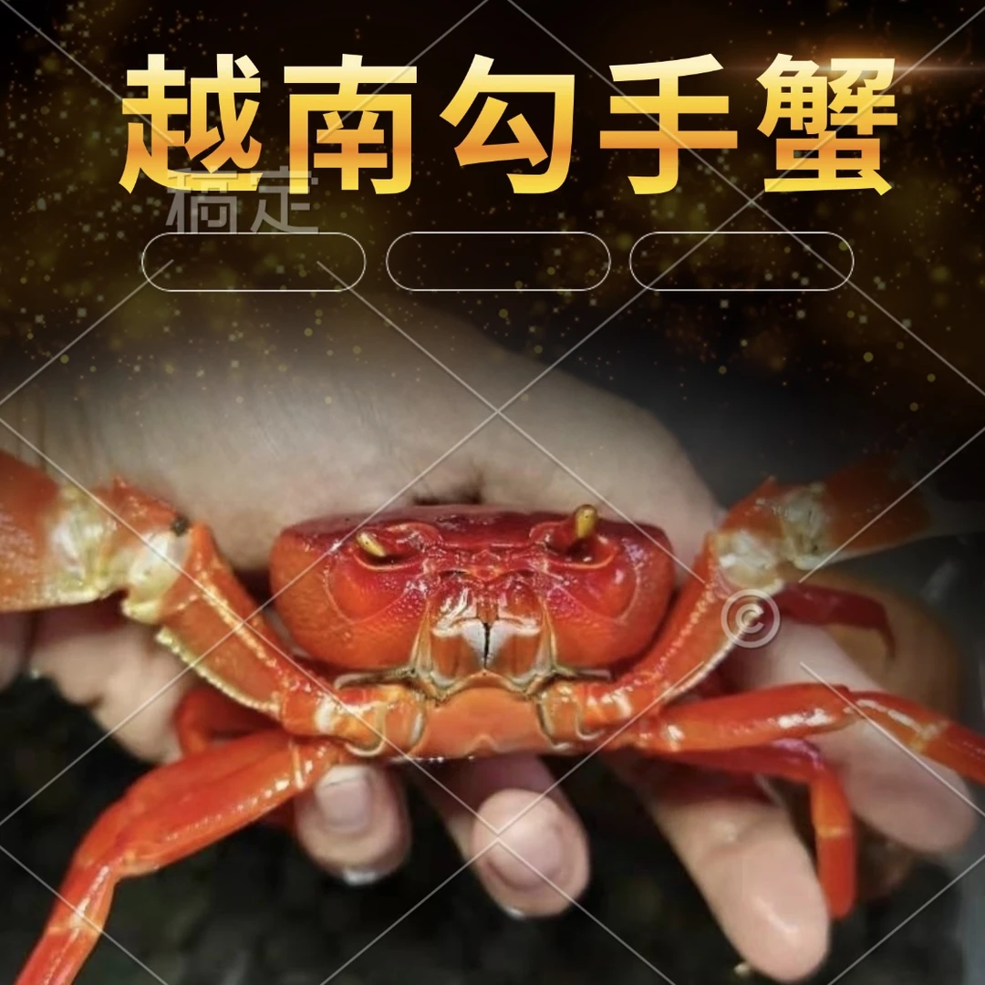 越南勾手蓝尖枝府城 彩虹内溪蟹 观赏蟹宠物